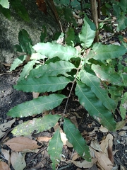 Cupaniopsis newmanii