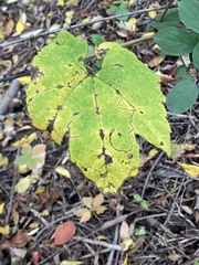 Phyllocnistis vitifoliella