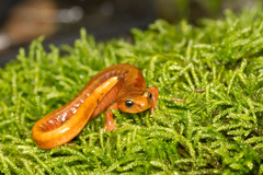 Plethodon vandykei