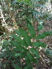 Cupaniopsis newmanii