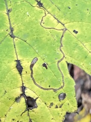 Phyllocnistis vitifoliella