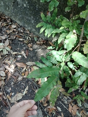 Cupaniopsis newmanii