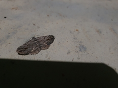 Chrysolarentia severata