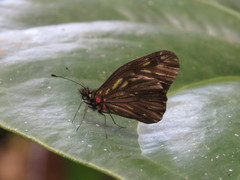 Catasticta ctemene rubricata