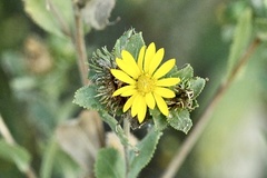 Grindelia adenodonta
