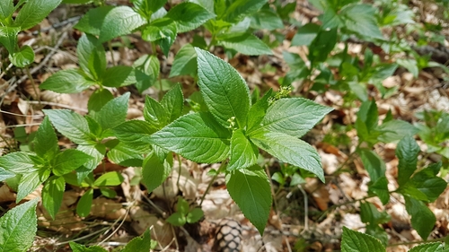 Image of Broad-Leaved Mercury (Mercurialis ovata) by no rights reserved