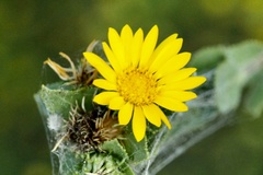 Grindelia adenodonta