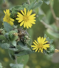 Grindelia adenodonta