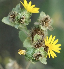 Grindelia adenodonta