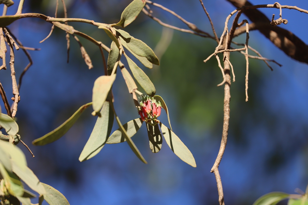 Decaisnina biangulata