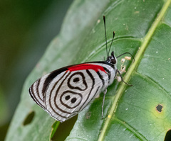 Diaethria neglecta