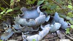 Omphalotus mexicanus