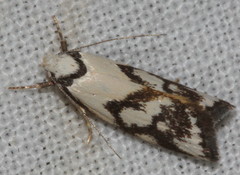 Cosmaresta anarrecta