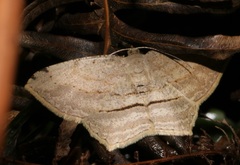 Calletaera dentata