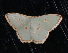 Comostola meritaria
