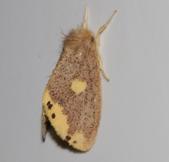 Euproctis quadrangularis