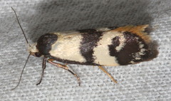 Cosmaresta eugramma