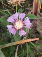 Centaurea pullata