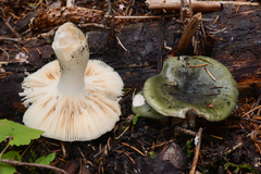 Russula graminea