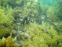 Pempheris klunzingeri