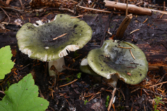 Russula graminea