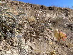 Astragalus asymmetricus