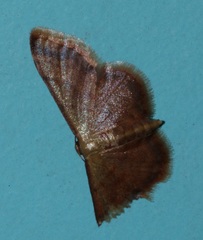 Idaea impexa