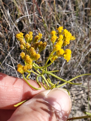 Image of Sartwellia flaveriae by no rights reserved