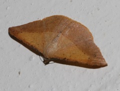 Pseudonadagara semicolor