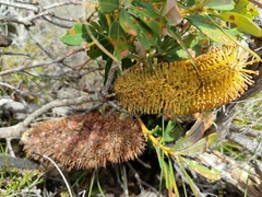 Banksia paludosa
