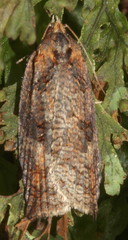 Cryptoptila australana