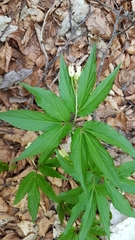 Cardamine enneaphyllos