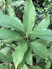 Ficus erecta