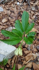 Cardamine enneaphyllos