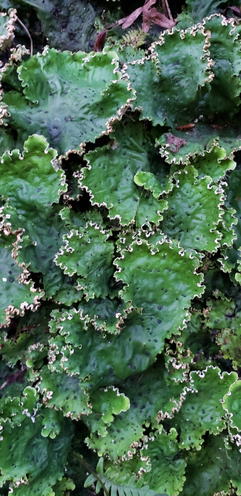 ruffled freckled pelt lichen