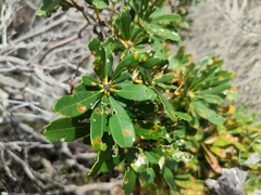 Banksia paludosa