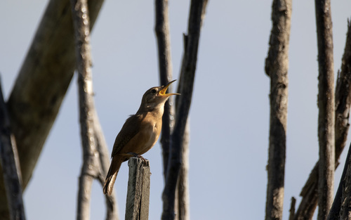 Southern House Wren, Paripueira - AL, 57935-000, Brasil, photo 9 of 10