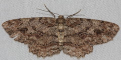Ectropis bispinaria