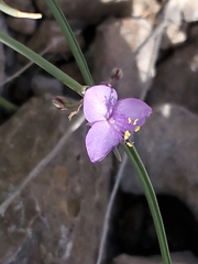 Tradescantia wrightii