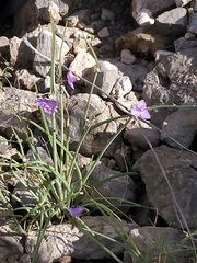 Tradescantia wrightii