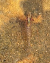 Eualus pusiolus