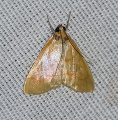 Helvibotys helvialis