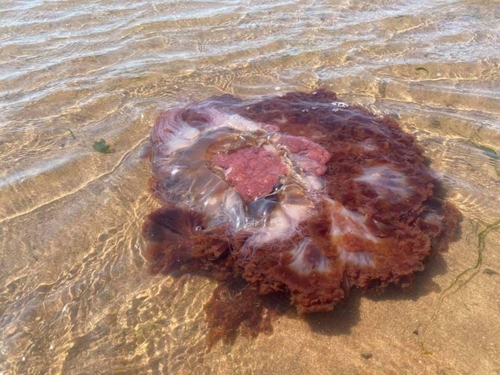 Photo of Lion's mane jellyfish (Cyanea capillata)