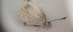 Leptosia nina