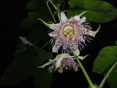 Passiflora adenopoda