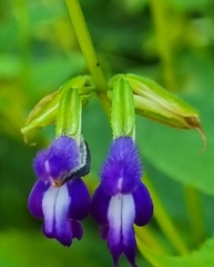 Salvia caudata