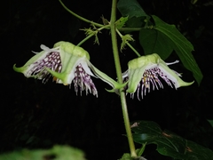 Passiflora adenopoda