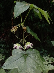 Passiflora adenopoda