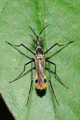 Toxorhynchites splendens