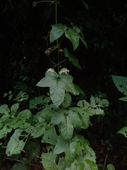 Passiflora adenopoda